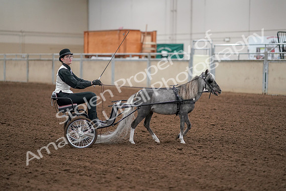 2019 Morgan Horse Show - Aug 30, 2019 - 13351