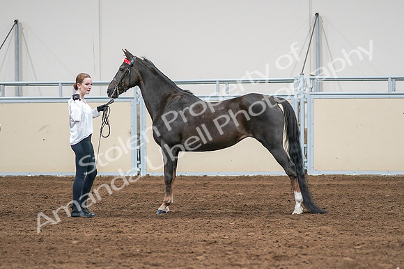 2020 - AB Morgan Horse - Sat, Sept 05 - 00649