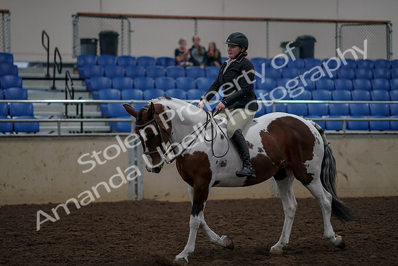 2019 Morgan Horse Show - Aug 30, 2019 - 31198
