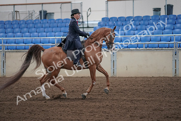 2019 Morgan Horse Show - Sept 01, 2019 - 12076
