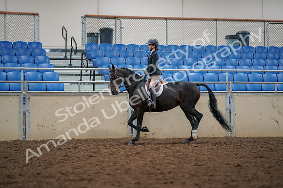 2019 Morgan Horse Show - Aug 30, 2019 - 23301