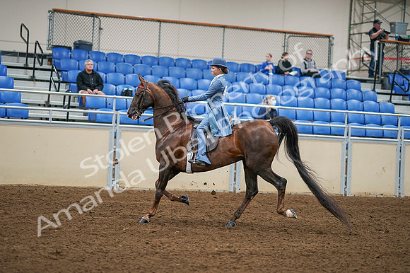 2020 - AB Morgan Horse - Fri, Sept 04 - 04865