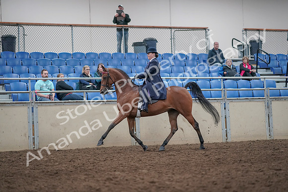 2019 Morgan Horse Show - Aug 31, 2019 - 08641