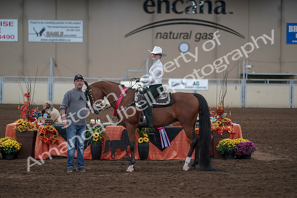 2019 Morgan Horse Show - Sept 01, 2019 - 07258