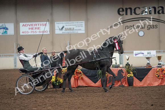 2019 Morgan Horse Show - Aug 31, 2019 - 04773