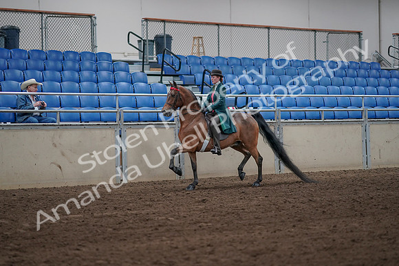 2019 Morgan Horse Show - Sept 01, 2019 - 13155