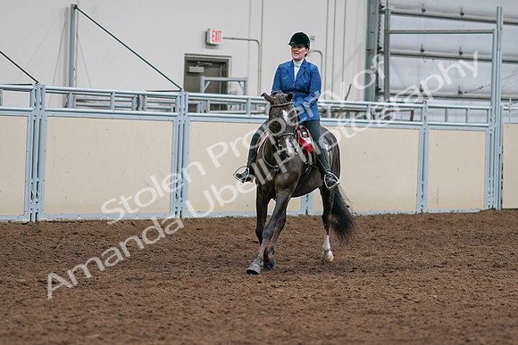 2020 - AB Morgan Horse - Sat, Sept 05 - 05233