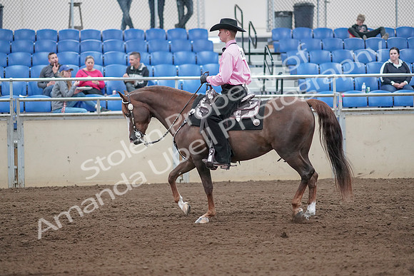 2019 Morgan Horse Show - Sept 01, 2019 - 06841