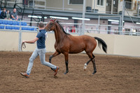 2020 - AB Morgan Horse - Sat, Sept 05 - 00531