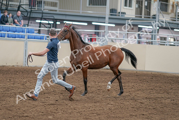 2020 - AB Morgan Horse - Sat, Sept 05 - 00531