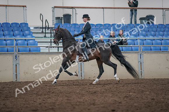 2019 Morgan Horse Show - Aug 31, 2019 - 08733
