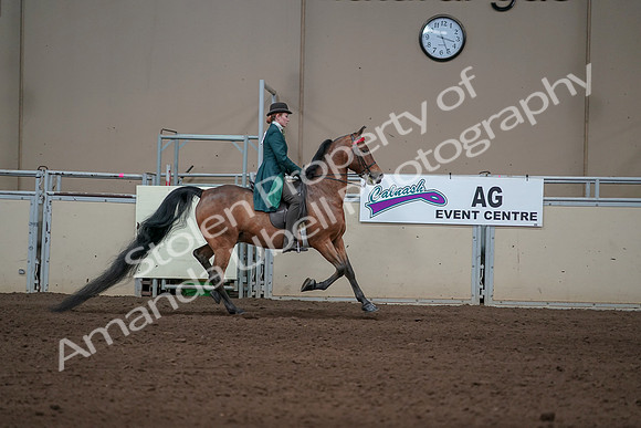 2019 Morgan Horse Show - Sept 01, 2019 - 13331