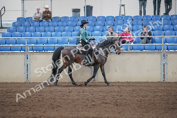 2019 Morgan Horse Show - Sept 01, 2019 - 07118