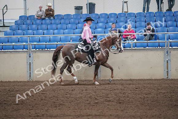 2019 Morgan Horse Show - Sept 01, 2019 - 07163