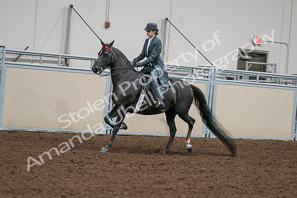 2020 - AB Morgan Horse - Sat, Sept 05 - 13636