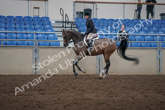 2019 Morgan Horse Show - Sept 01, 2019 - 08659