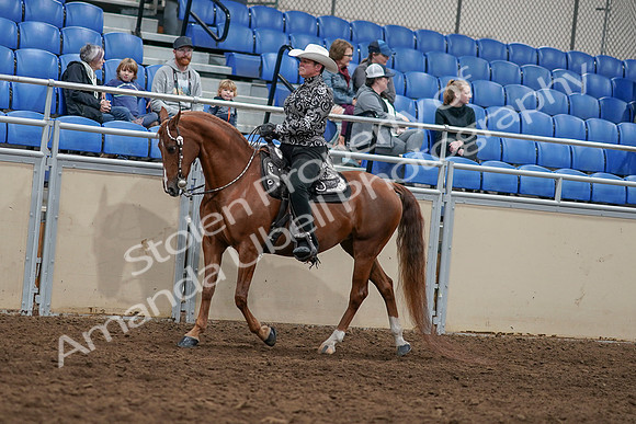 2020 - AB Morgan Horse - Sun, Sept 06 - 07499