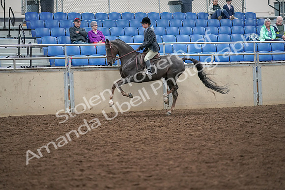 2019 Morgan Horse Show - Aug 30, 2019 - 20486