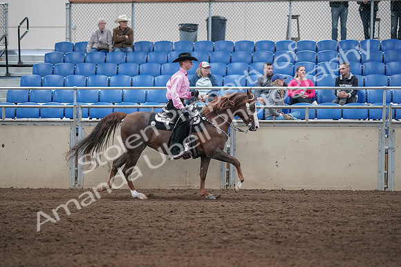 2019 Morgan Horse Show - Sept 01, 2019 - 07058
