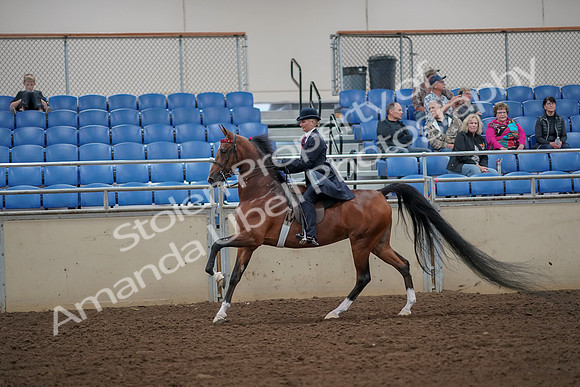 2019 Morgan Horse Show - Aug 30, 2019 - 25157