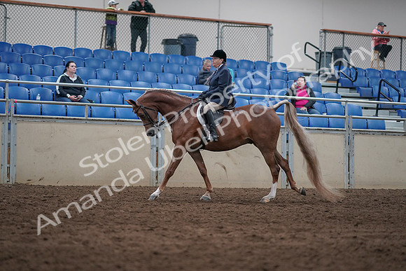 2019 Morgan Horse Show - Sept 01, 2019 - 08666