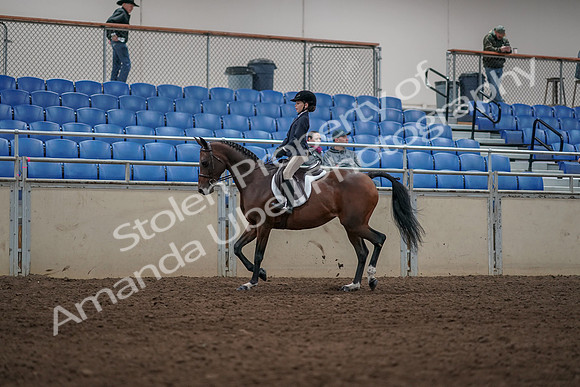 2019 Morgan Horse Show - Aug 31, 2019 - 05556