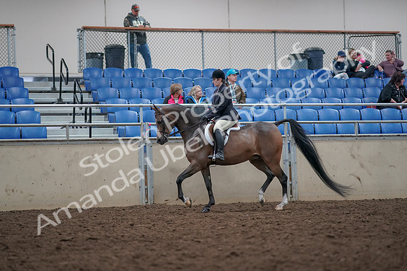 2019 Morgan Horse Show - Aug 31, 2019 - 15876