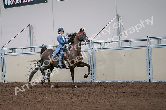 2020 - AB Morgan Horse - Fri, Sept 04 - 05115
