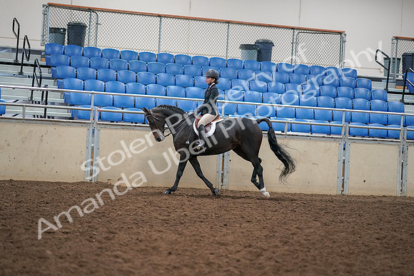 2019 Morgan Horse Show - Aug 30, 2019 - 12282