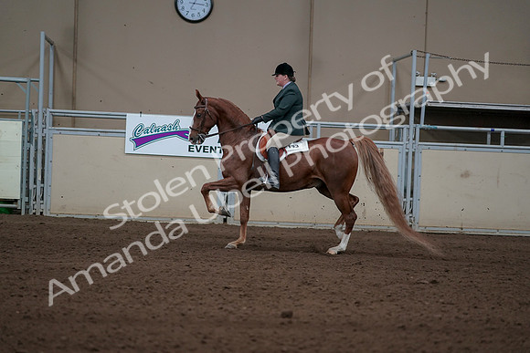 2019 Morgan Horse Show - Sept 01, 2019 - 12232