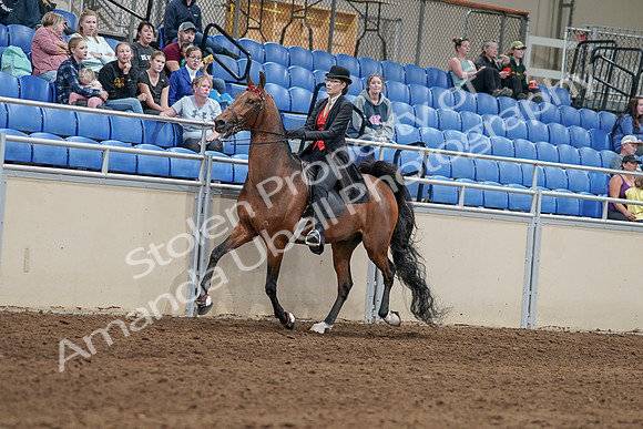 2020 - AB Morgan Horse - Sat, Sept 05 - 06711