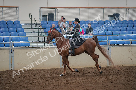 2019 Morgan Horse Show - Aug 30, 2019 - 25192