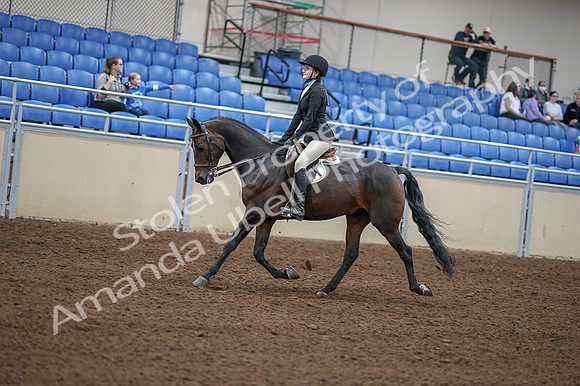 2020 - AB Morgan Horse - Fri, Sept 04 - 05835