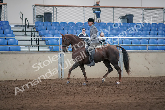 2019 Morgan Horse Show - Sept 01, 2019 - 06231