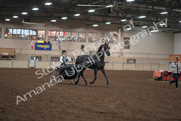 2019 Morgan Horse Show - Aug 31, 2019 - 04791