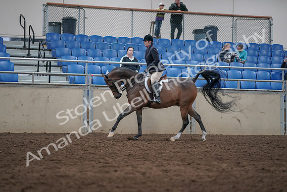 2019 Morgan Horse Show - Sept 01, 2019 - 08651