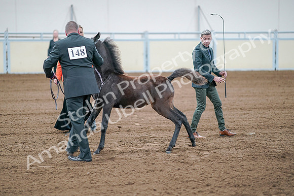 2020 - AB Morgan Horse - Fri, Sept 04 - 06210