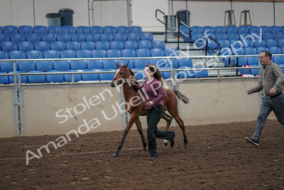 2019 Morgan Horse Show - Aug 31, 2019 - 00381
