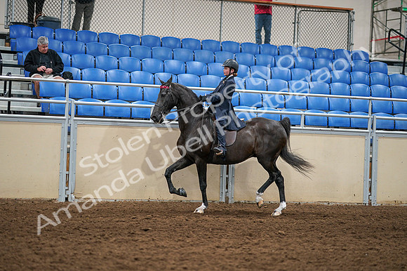 2020 - AB Morgan Horse - Fri, Sept 04 - 02983