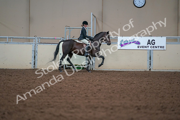 2019 Morgan Horse Show - Aug 30, 2019 - 20808
