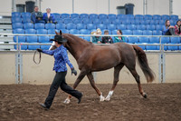 2019 Morgan Horse Show - Aug 31, 2019 - 02911