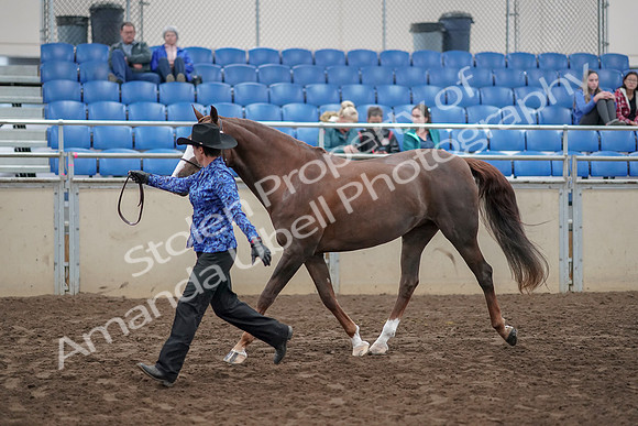 2019 Morgan Horse Show - Aug 31, 2019 - 02911