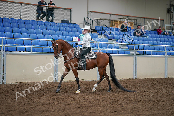 2020 - AB Morgan Horse - Fri, Sept 04 - 03476