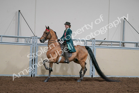 2020 - AB Morgan Horse - Sat, Sept 05 - 13685
