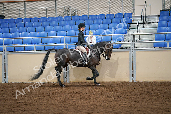 2020 - AB Morgan Horse - Fri, Sept 04 - 02156