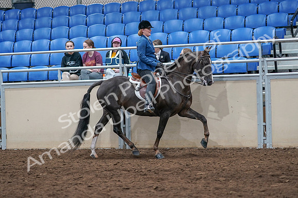 2020 - AB Morgan Horse - Sat, Sept 05 - 05210