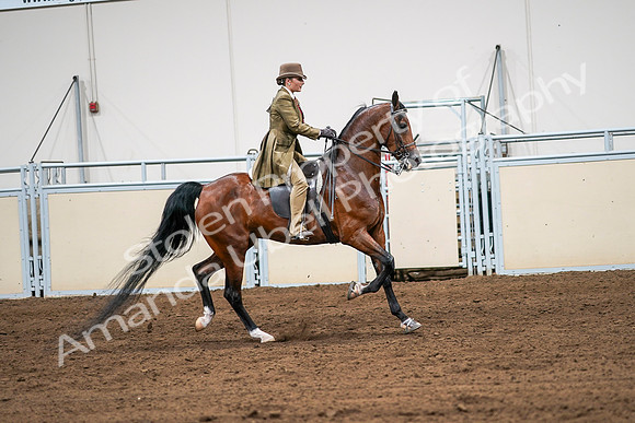 2020 - AB Morgan Horse - Sat, Sept 05 - 08193