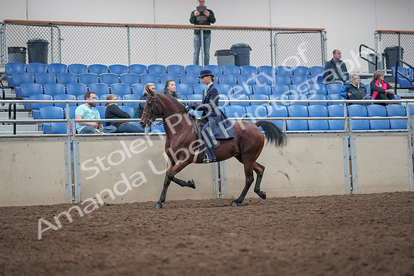 2019 Morgan Horse Show - Aug 31, 2019 - 08589