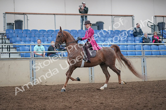 2019 Morgan Horse Show - Aug 31, 2019 - 08750
