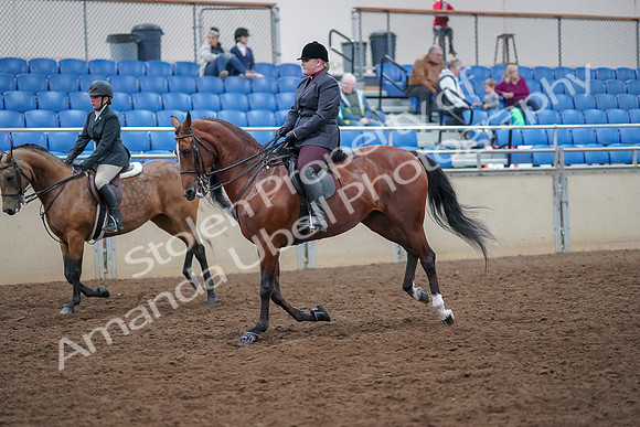 2019 Morgan Horse Show - Aug 30, 2019 - 20517